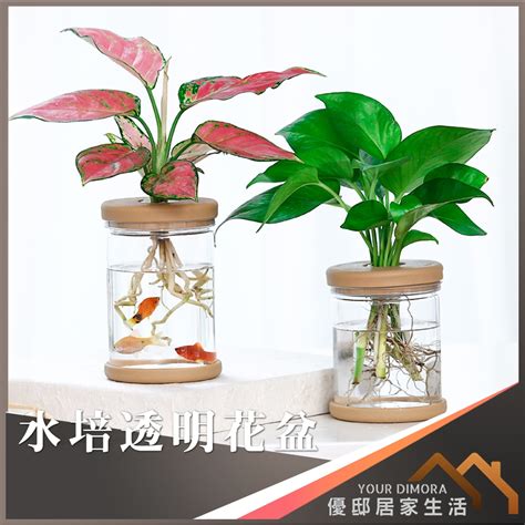 水生植物盆栽養魚|推薦四種適合放在魚缸的水生植物 